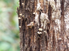 Hexagonia vesparia