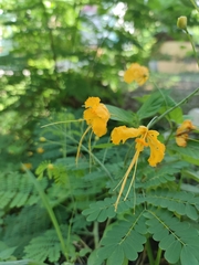 Caesalpinia pulcherrima flava