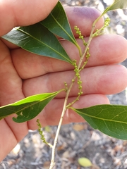 Elaeocarpus obovatus