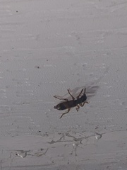 Cymatodera undulata