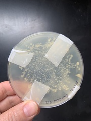 Bacteria