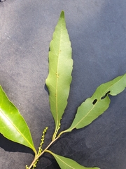 Elaeocarpus obovatus