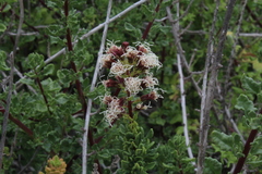 Ophryosporus