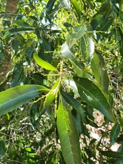 Elaeocarpus obovatus