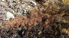 Juniperus communis saxatilis