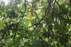 Thamnophilus doliatus