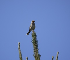 Mimus thenca