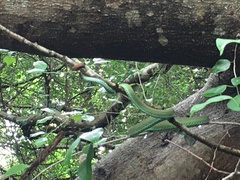 Trimeresurus macrops