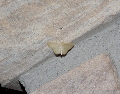 Scopula inductata