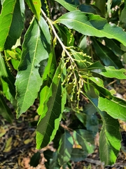 Elaeocarpus obovatus