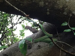 Trimeresurus macrops