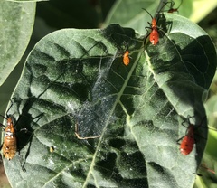 Leptoglossus phyllopus
