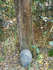 Elaeocarpus obovatus