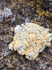 Rhizoplaca chrysoleuca