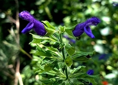 Salvia mexicana