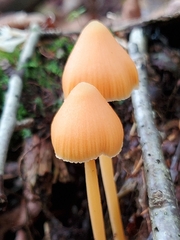 Entoloma quadratum
