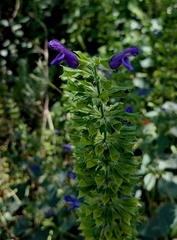 Salvia mexicana