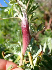 Neolasioptera lupini