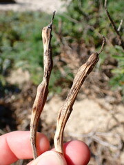 Neolasioptera lupini