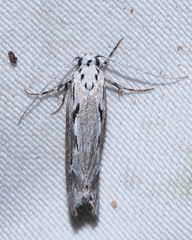 Ethmia discostrigella