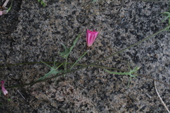 Convolvulus chilensis