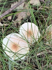 Lepiota cristata