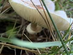 Lepiota cristata