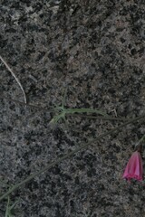 Convolvulus chilensis