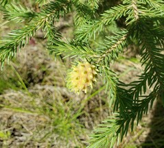 Adelges abietis