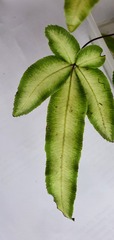 Pteris parkeri
