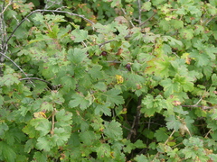 Ribes oxyacanthoides