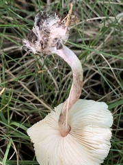 Lepiota cristata