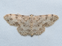 Scopula plantagenaria