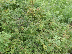 Ribes oxyacanthoides