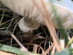 Lepiota cristata