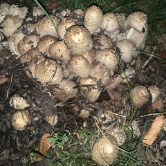 Coprinopsis variegata