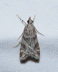 Scoparia palloralis