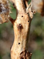 Neolasioptera lupini