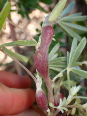 Neolasioptera lupini
