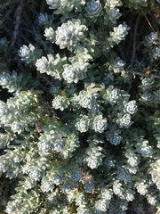 Achillea maritima maritima