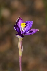 Thelymitra matthewsii