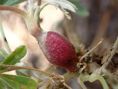 Neolasioptera lupini