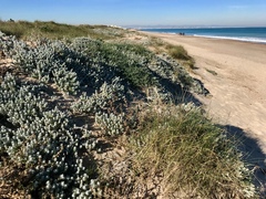 Achillea maritima maritima
