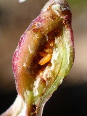 Neolasioptera lupini