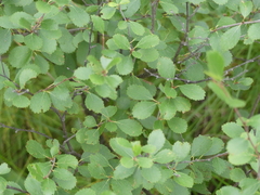 Betula pumila