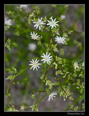Stellaria graminea