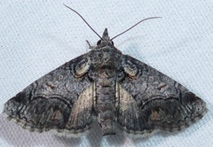 Paectes pygmaea