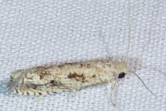 Bactra verutana