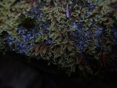 Hypnum dieckii