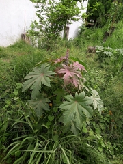 Ricinus communis